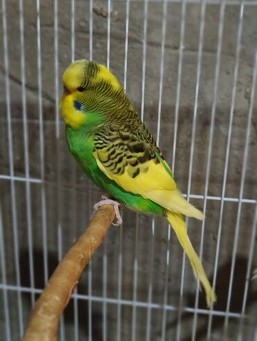 Tutuquşları: Salam 2ayliq çexlər və hazır çexlər satılır. Rəngləri çox gözəldi və — 6