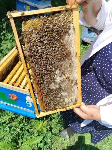 Inəklər, öküzlər: Arılar üçün standart ölçülü çərçivə. Çərçivənin içərisində şan və