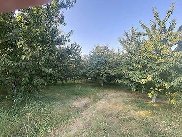 Digər tikinti materialları: 20 sot torpaq sahəsi 25 gilas agacı 11 göyçə sortu alça agacı 4 gavalı -da lalafo.az — 12 Digər tikinti materialları: 20 sot torpaq sahəsi 25 gilas agacı 11 göyçə sortu alça agacı 4 gavalı — 12