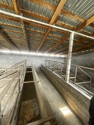 Продажа коттеджей и домов: Продаётся жилой дом с участком. Сарай для скота, подвал,участок 10 — 13