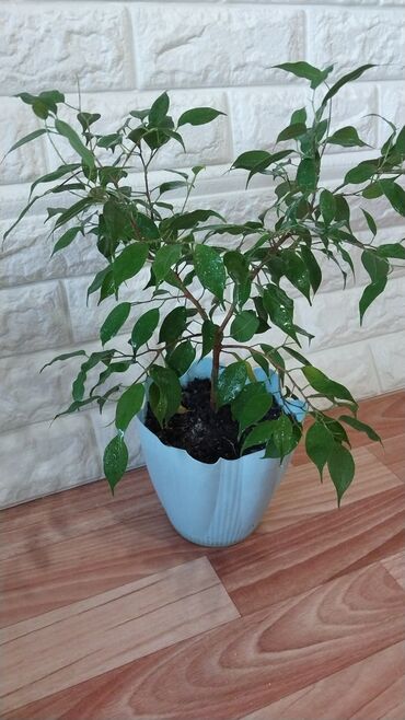 гирлянда цена в бишкеке: Фикус 650 сом,Район Пишпек.Самовывоз