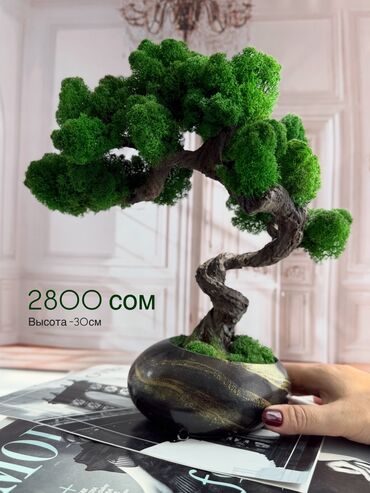 Декоративные цветы: Деревья-бонсай из натурального стабилизированного мха🌳 -это — 34