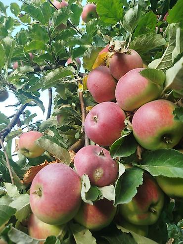 Спил деревьев, заготовка дров: Профессиональная обрезка плодовых деревьев Услуга сезонной и — 7