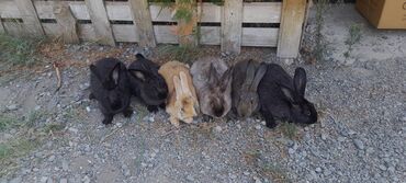 Dovşanlar: İri sort dovşanlar satilir! orta çəkili dovşanlar 15 azn, ağir çəkili -da lalafo.az — 11 Dovşanlar: İri sort dovşanlar satilir! orta çəkili dovşanlar 15 azn, ağir çəkili — 11