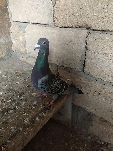 ev heyvan adlari: Biri mayadı biri erkeydi,biri 10 manat — 5