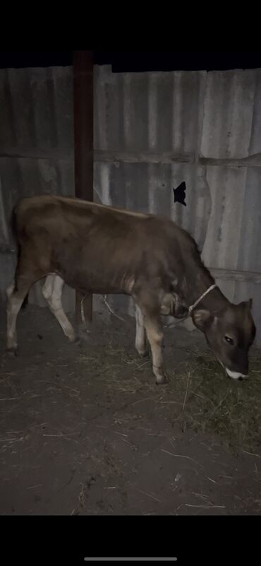Inəklər, öküzlər: Dana, buzov, Erkək, ay: 5, Ünvandan götürmə, Ödənişli çatdırılma