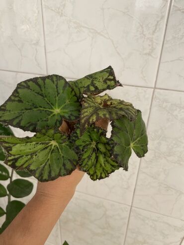 Otaq bitkiləri: Bu begoniya bitkisi yaşıl və tünd yaşıl ləkələrlə bəzədilmiş geniş — 9