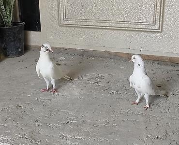 Qiymət sondur