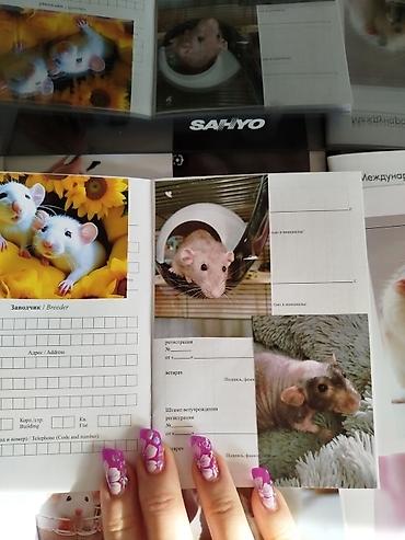 хомяки ош: Привет друзья. в питомнике Rat hause Love, родились новые детки — 6