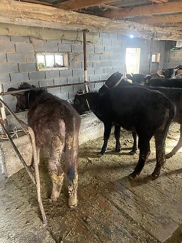 Коровы, быки: Продаю | Тёлка, Музоо, торпок — 8