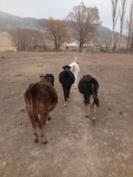 дом для кота: Продаю | Музоо, торпок | Для разведения