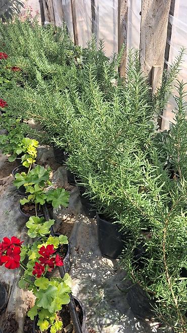 ev ucun ətirlər: Məhsul: Rozmarin (Rosmarinus officinalis) qiymət 50qəpik fidanları – — 2