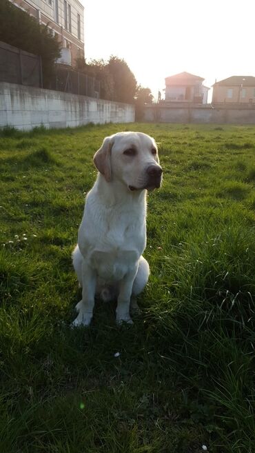 azerbaycan it adlari: Labrador-retriver, 8 ay, Dişi, Peyvəndli, Ünvandan götürmə