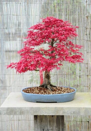 Semena i sadnice: Sakura Bonsai mini japanska trešnja seme
Cena: 650din/5 semenki — 7