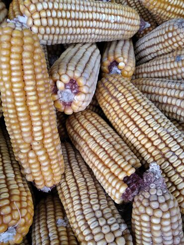 базирон ас мазь цена бишкек в Кыргызстан | АВТОЗАПЧАСТИ: Продаю кукурузу сухая