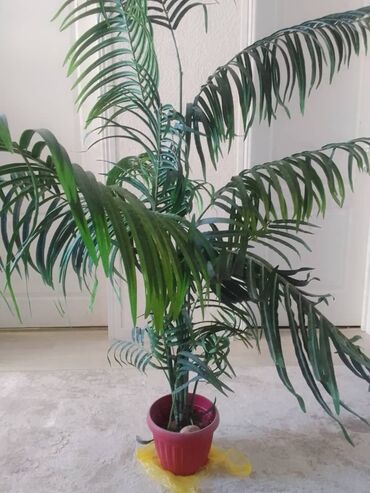 пальма мадагаскарская: Продам красивую пальму искусственную . Недорого