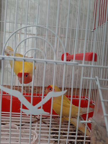домашние попугаи корелла: Попугаи: Неразлучники