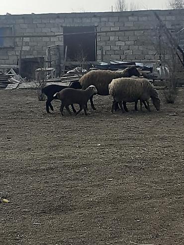 Qoyunlar, qoçlar: Salam 10 ana 10 bala balalar 2 aylıqdı analarda bordag heyvanlardı — 3