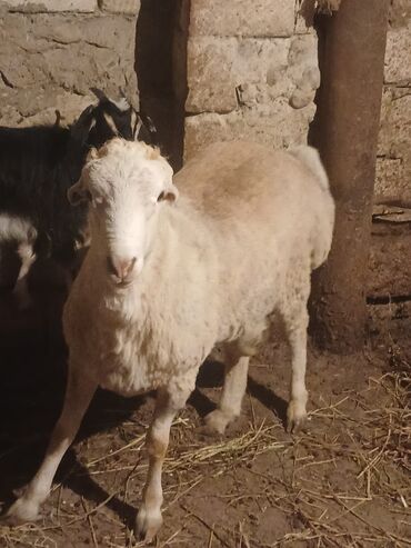 Kənd təsərüfatı heyvanları üçün digər mallar: Salam qurbanlıq Erkey quzu var 9 manat qapıda kəsməyə şarait var ünvan lalafo.az -da Kənd təsərüfatı heyvanları üçün digər mallar: Salam qurbanlıq Erkey quzu var 9 manat qapıda kəsməyə şarait var ünvan