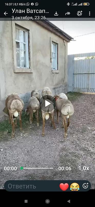 Баран, овца: Продаю | Баран (самец) | Арашан | Для разведения | Осеменитель, Ярка — 7