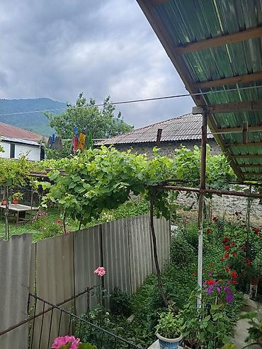qəbələ ev: Yaşıl, çiçəklərlə zəngin həyəti olan günlük kirayə həyət evi. Təmiz — 2