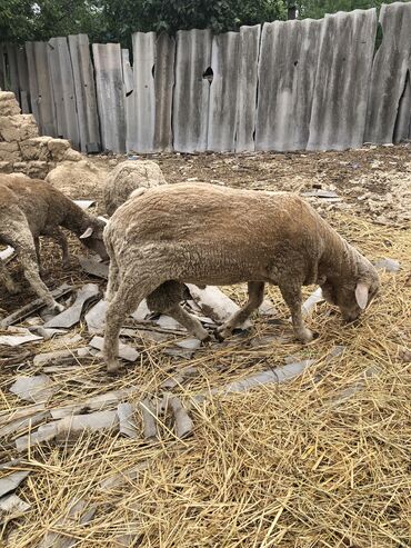 Бараны, овцы: Продаю | Овца (самка), Баран (самец) | Меринос | Для разведения, Для шерсти | Котные, Осеменитель