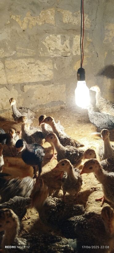 bakida cins ineklerin satisi: Dişi, Damazlıq