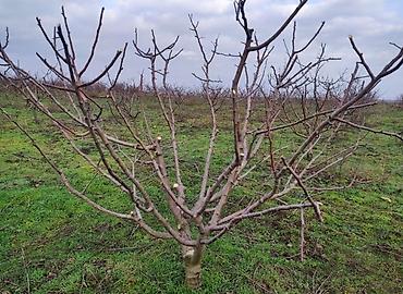 Другие услуги: Обрезка плодовых деревьев Зимняя-Весенняя обрезка сада Садовник, так — 7