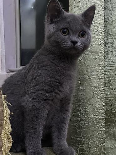 Кошки: Шотландская, Самка, В добрые руки, Самовывоз — 3