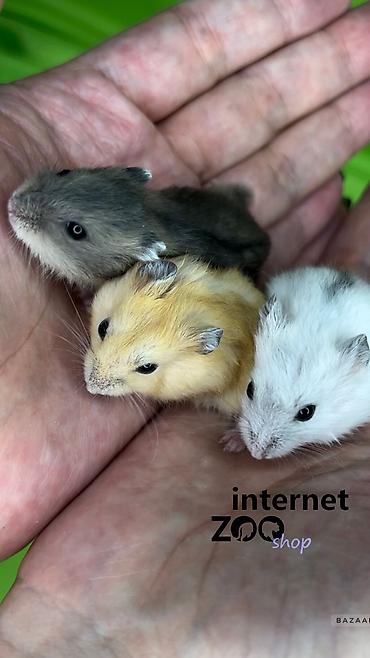 Хомяки: Продаются хомячки ручные. В нашем питомнике вы можете приобрести — 1