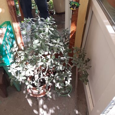 Садовые цветы и кустарники: Саженцы цветка: Пионы, Самовывоз at lalafo.kg — 20 Садовые цветы и кустарники: Саженцы цветка: Пионы, Самовывоз — 20