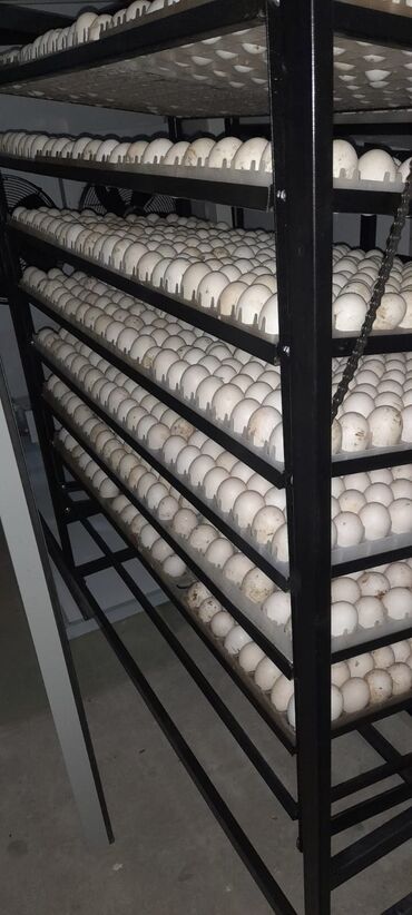 İnkubatorlar: 5000 yumurta, Azərbaycan, Tam avtomat, Bütün növ quşlaq üçün, Zəmanət ilə — 8