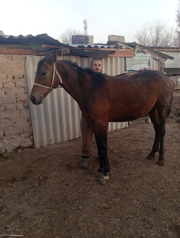 Лошади, кони: Продаю | Жеребец | Для разведения, Рабочий | Племенные — 4