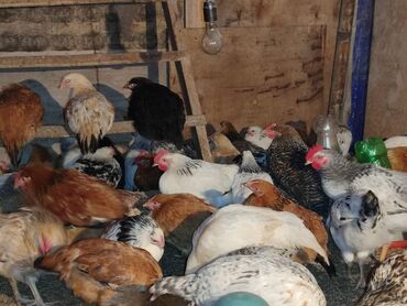 Toyuqlar: Tam ev şəraitində bəslənmiş rəngli kənd beçələridir.çəkiləri 1 -da lalafo.az — 9 Toyuqlar: Tam ev şəraitində bəslənmiş rəngli kənd beçələridir.çəkiləri 1 — 9