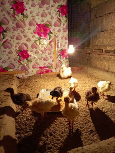 Собаки: Salam aleykum hinduşka balaları satılır öz heyvanlarimdi toyuq altında