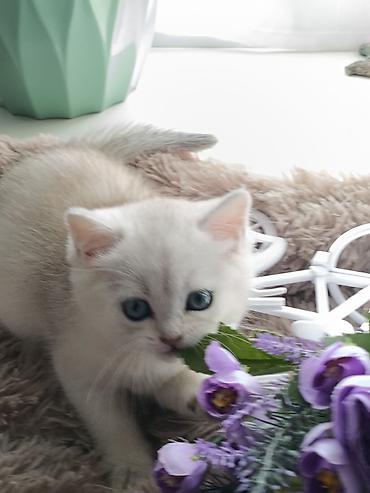 Продажа кошек: Скотиш Страйт (Шотландская прямоухая), 1 месяц, Девочка, Серебристая шиншилла, Приучена к лотку, Проглистована — 3