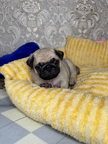 Продажа собак: Мопс, 1 месяц, Самец, С прививкой — 2