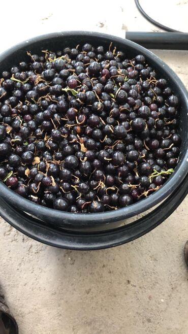 Продажа домов: Дача, 55 м², 5 комнат, Старый ремонт — 10