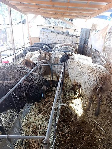 Баран, овца: Продаю | Овца (самка) | Для разведения | Матка at lalafo.kg — 7 Баран, овца: Продаю | Овца (самка) | Для разведения | Матка — 7