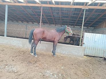 Лошади, кони: Продаю | Жеребец | Рабочий — 7