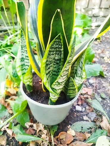 тёщина язык: Сансевиерия (лат. Sansevieria), известная также как «щучий хвост» или — 1