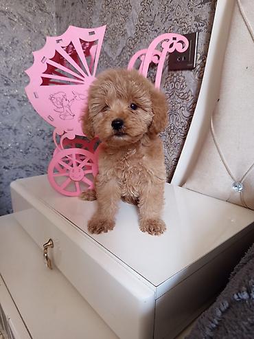 İtlər: Pudel, 2 ay, Dişi — 13