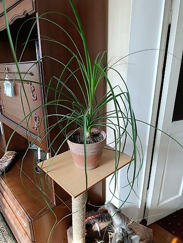 хлорофитумы: Комнатные растения - хлорофитумы кудрявые, плющи вариегатные, кливия — 7