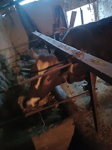 Айыл-чарба жаныбарлары: Сатам | Уй (ургаачы) — 8