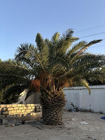 həyət gulleri: Xurma (xurma xurması) palm ağacı. Phoenix dactylifera (xurma palmı) — 1