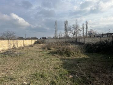 11 sot, Tikinti, Mülkiyyətçi, Kupça (Çıxarış)