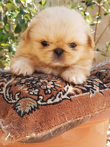 İtlər: Pekines — 6