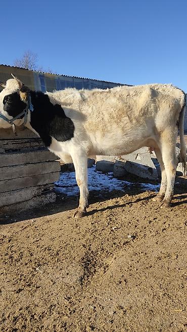 Коровы, быки: Продаю | Корова (самка) | Для разведения, Для молока | Стельные at lalafo.kg — 23 Коровы, быки: Продаю | Корова (самка) | Для разведения, Для молока | Стельные — 23