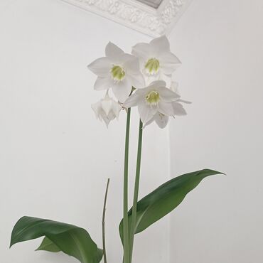 лилия гулу: Растения