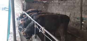 Коровы, быки: Продаю | Бык (самец) | Ангус, Швицкая | На откорм — 8